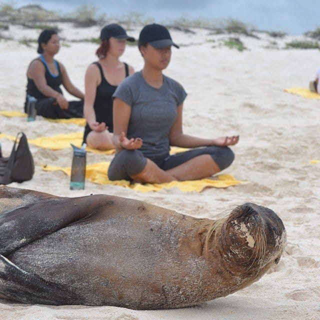 Yoga wi th sea lions