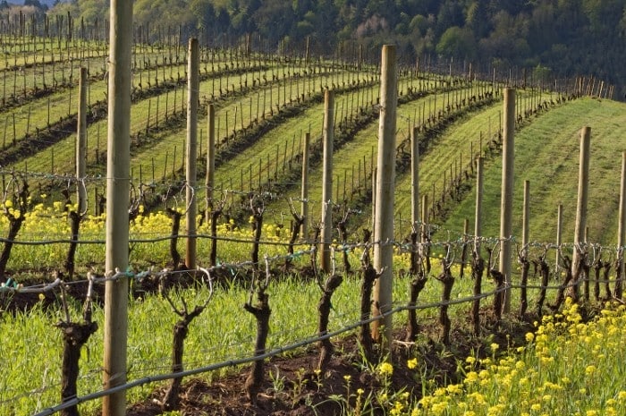 Williamette Valley in the spring Photo via Janis Miglavs