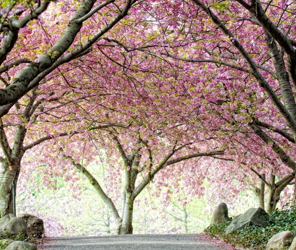 Cherry Esplanade at Brooklyn Botanic Garden. Photo by Antonio M. Rosario. Courtesy of Brooklyn Botanic Garden.