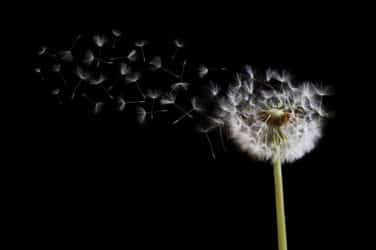 CME Enters Wind Market