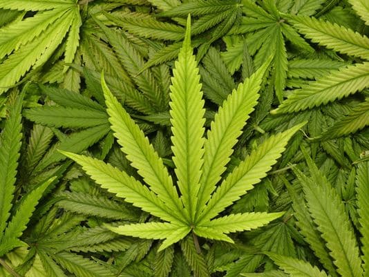 Nasdaq Expands Cannabis Data